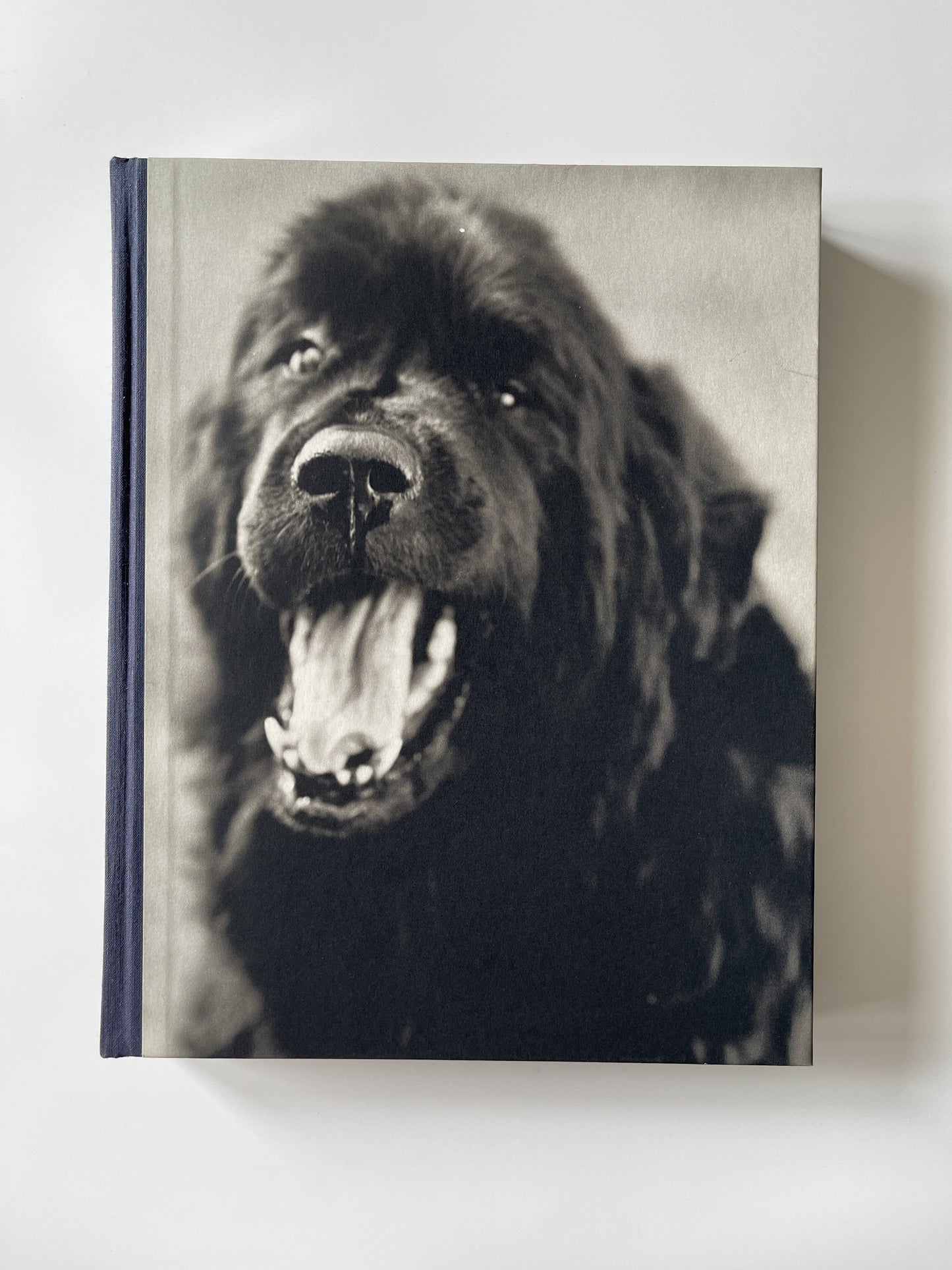Gentle Giants: A Book of Newfoundlands by Bruce Weber