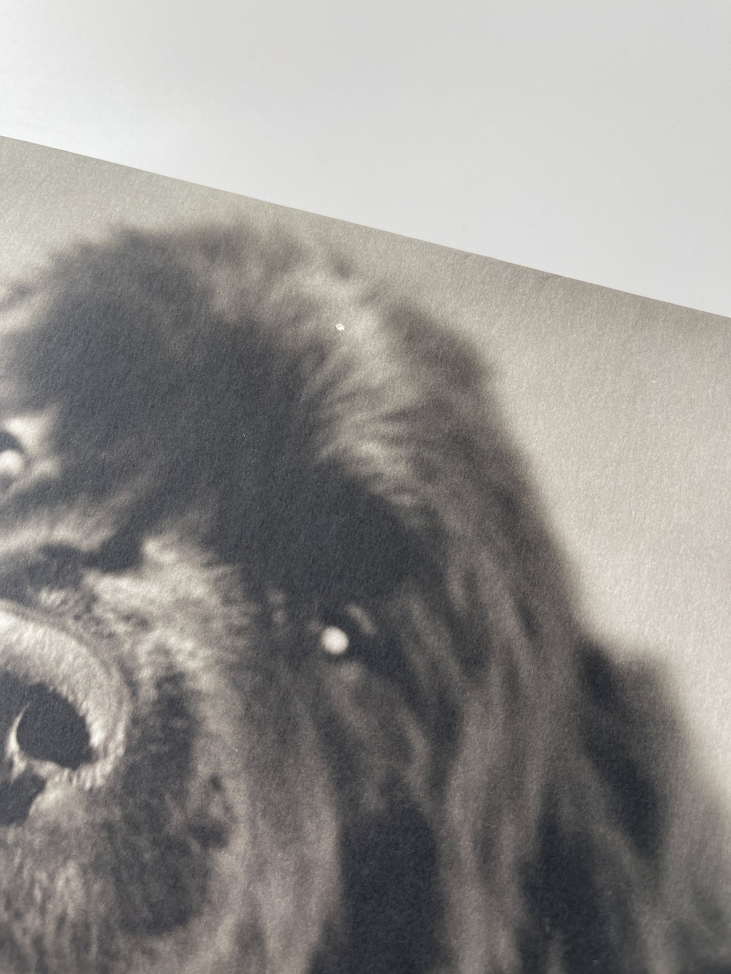 Gentle Giants: A Book of Newfoundlands by Bruce Weber