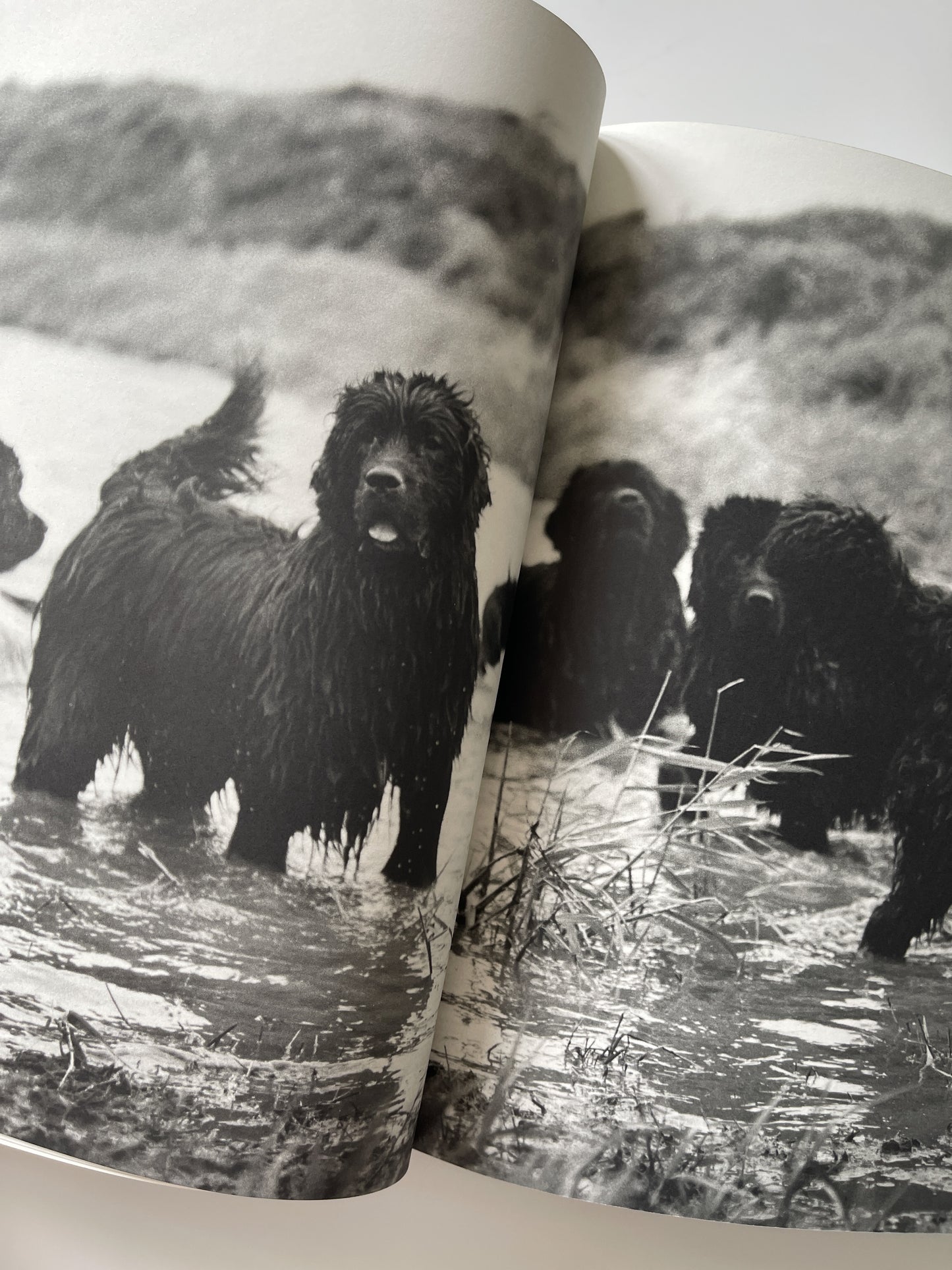 Gentle Giants: A Book of Newfoundlands by Bruce Weber