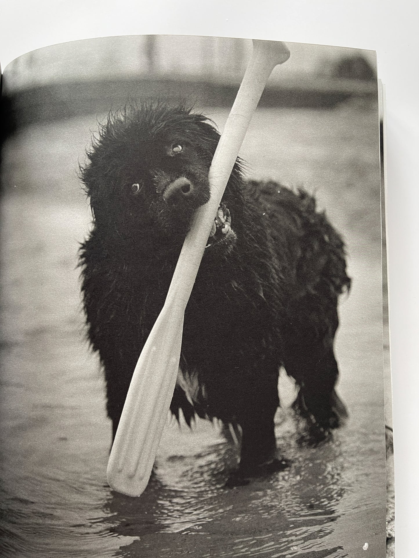 Gentle Giants: A Book of Newfoundlands by Bruce Weber