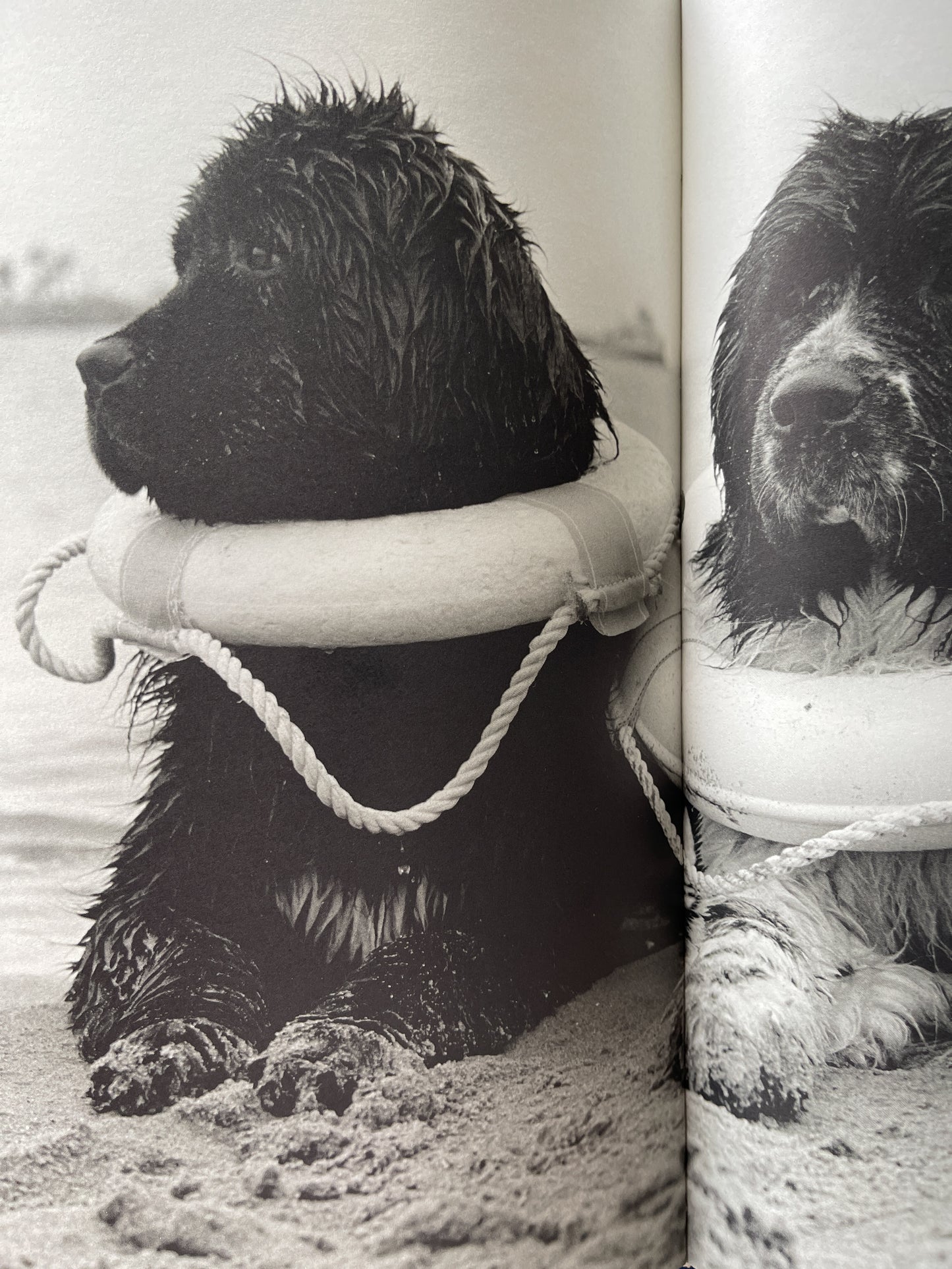 Gentle Giants: A Book of Newfoundlands by Bruce Weber