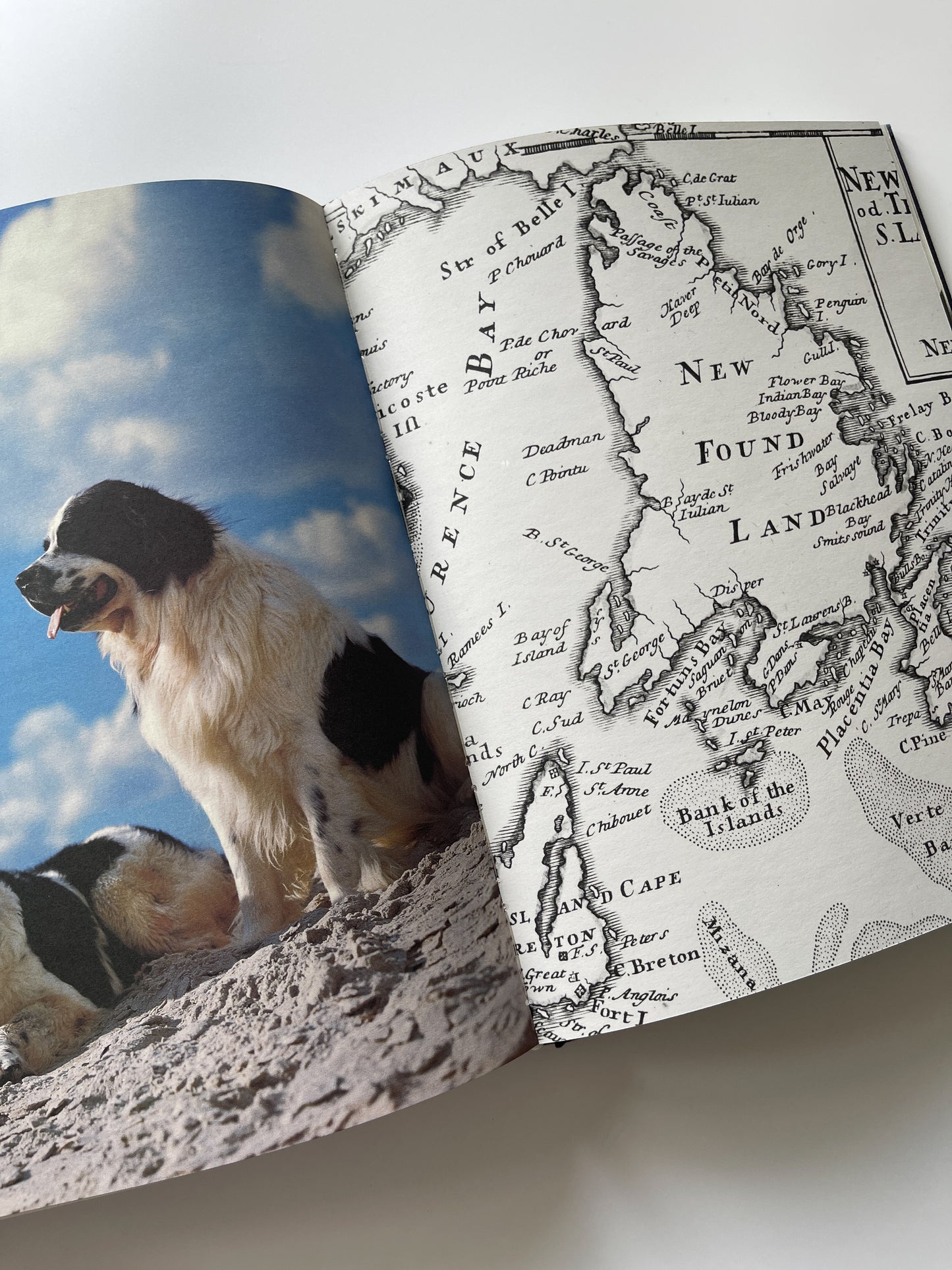 Gentle Giants: A Book of Newfoundlands by Bruce Weber