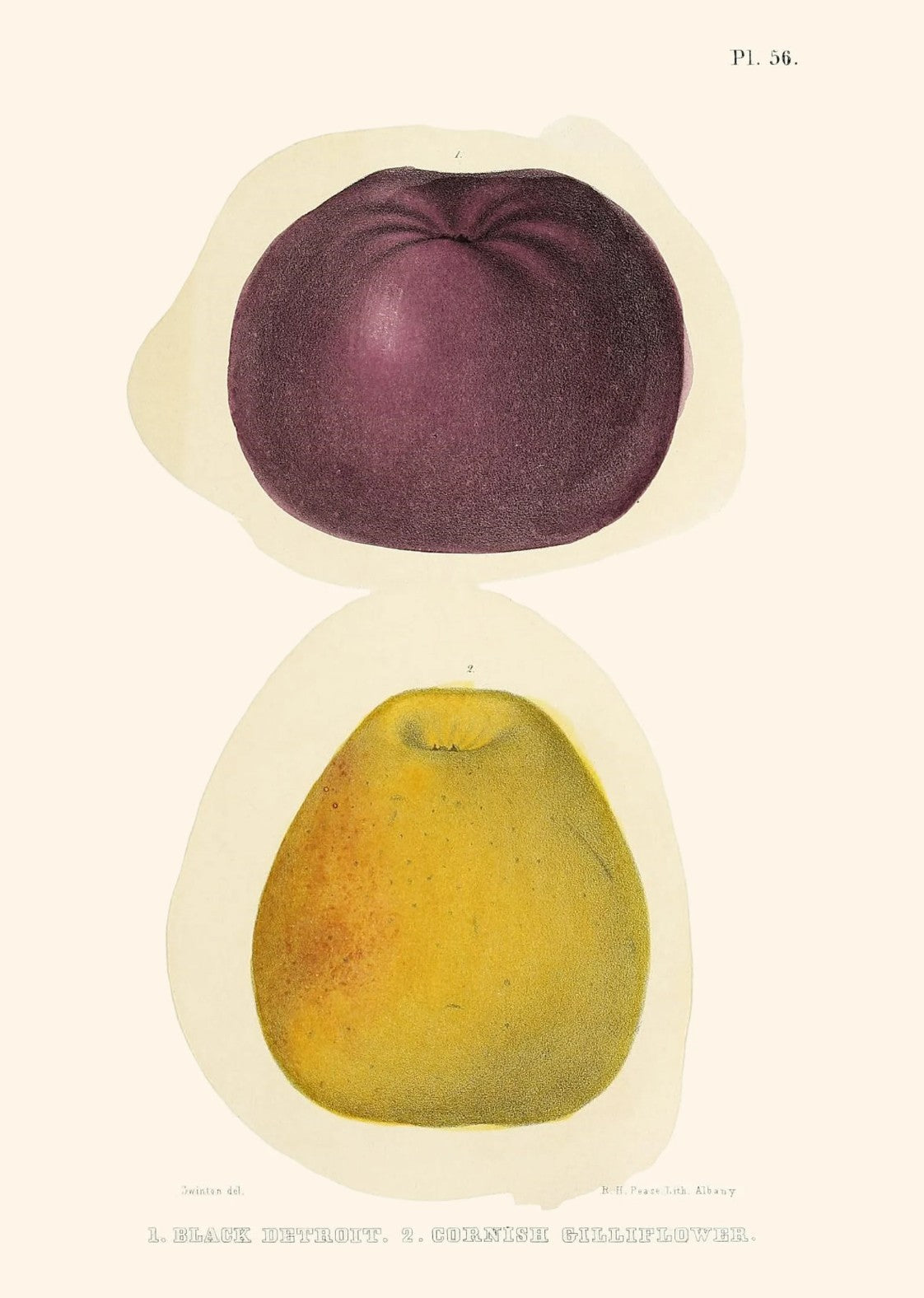 Apples Antique Reproduction Art Print, 1851