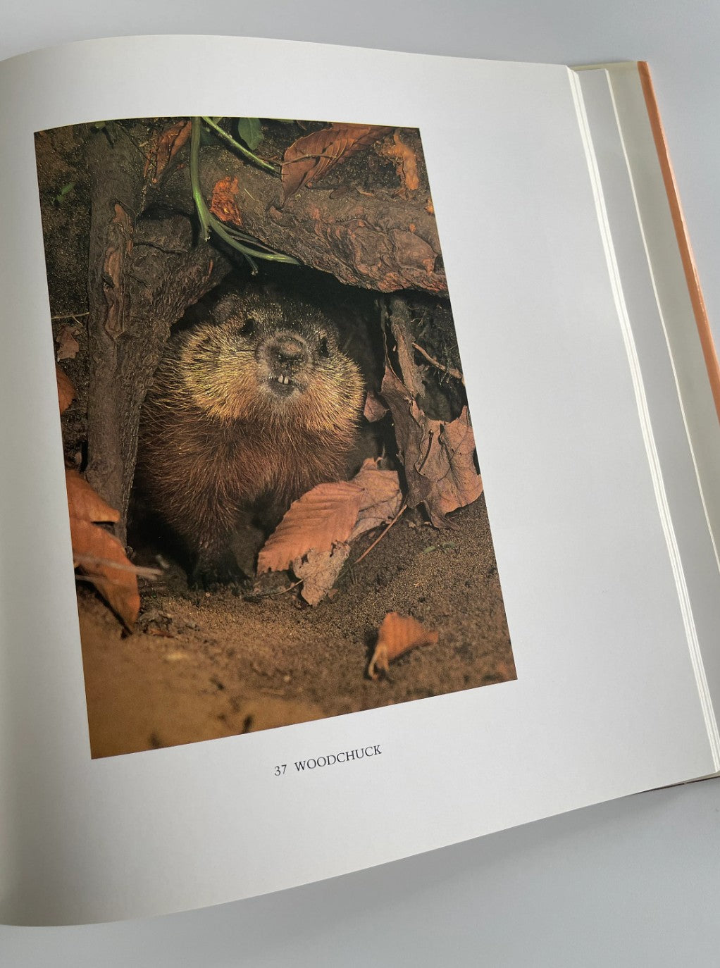 A Little Wilderness: The Natural History of Toronto, Bill Ivy, 1983