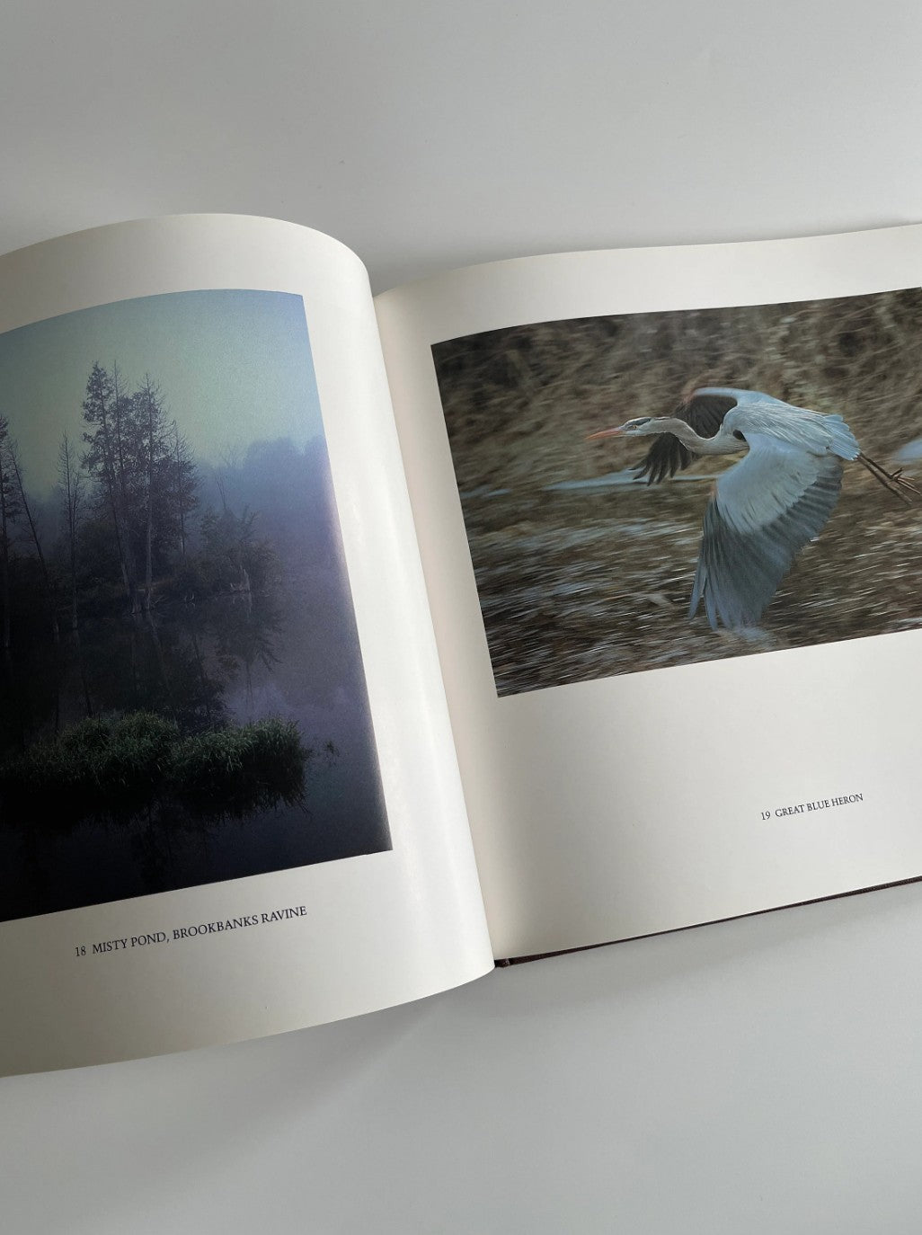A Little Wilderness: The Natural History of Toronto, Bill Ivy, 1983