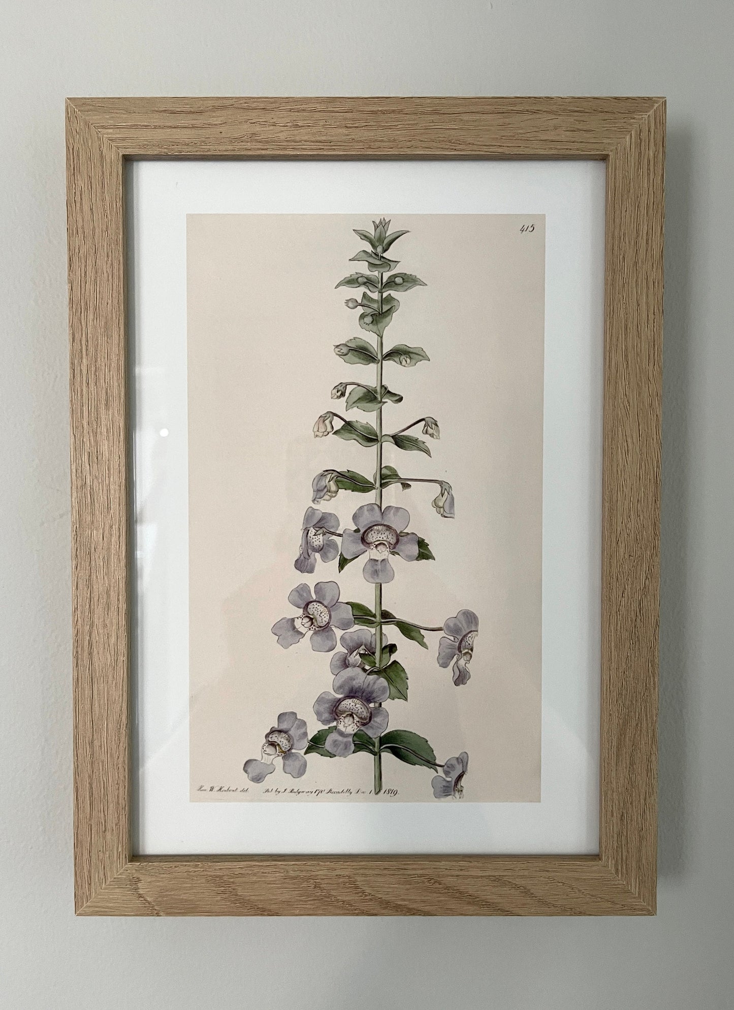 Angelonia Antique Botanical Art Print, 1819