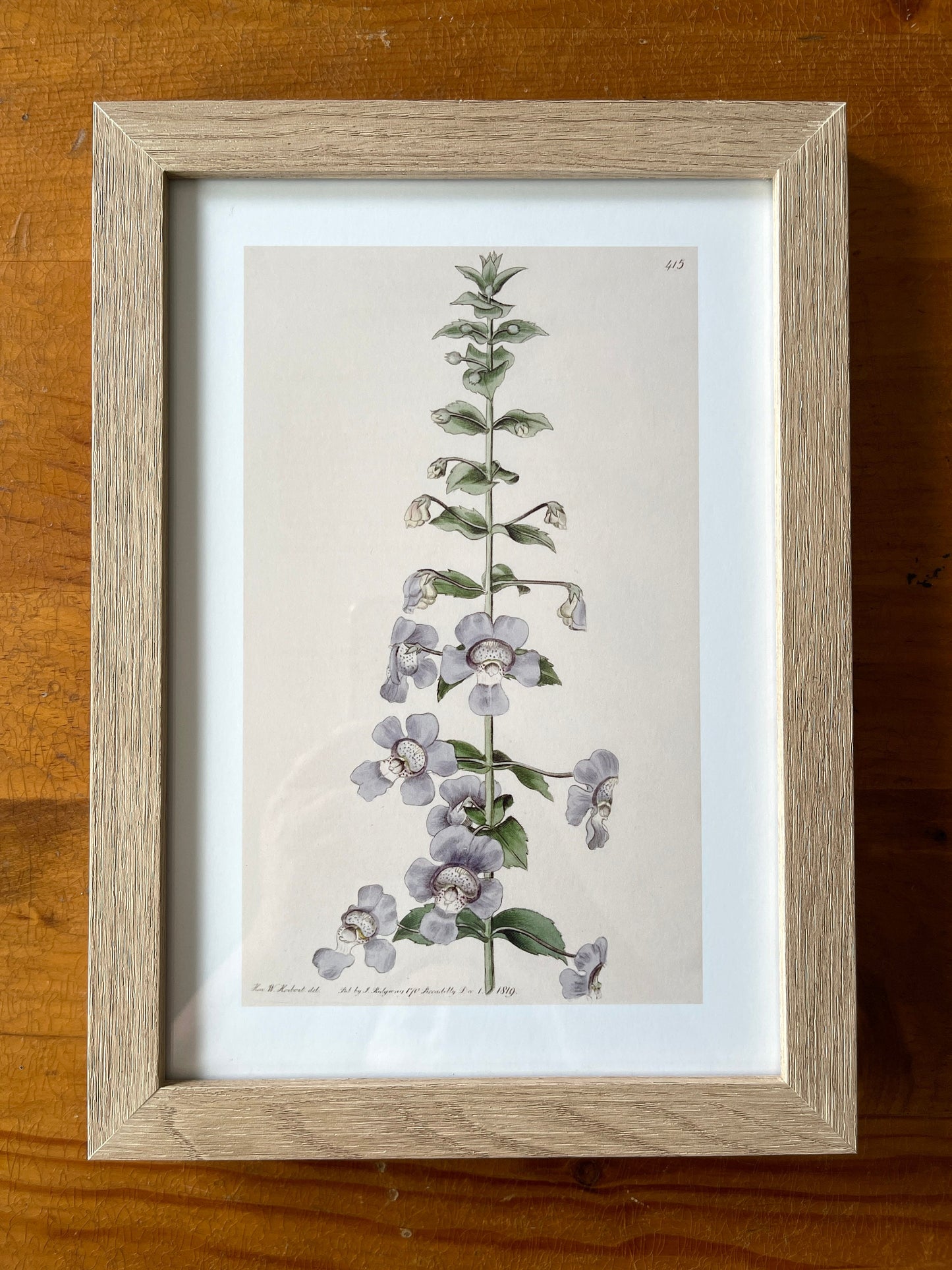 Angelonia Antique Botanical Art Print, 1819