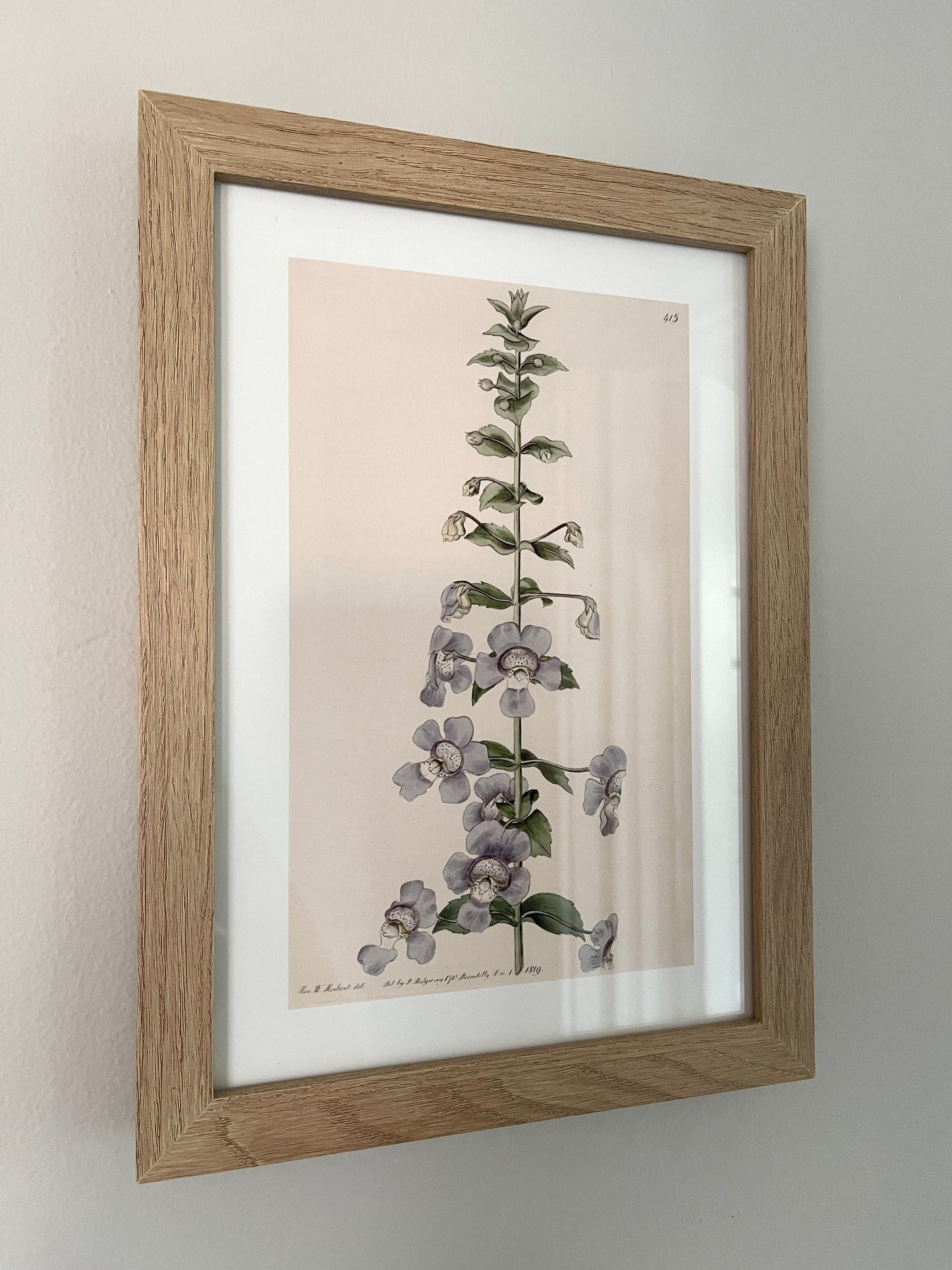 Angelonia Antique Botanical Art Print, 1819