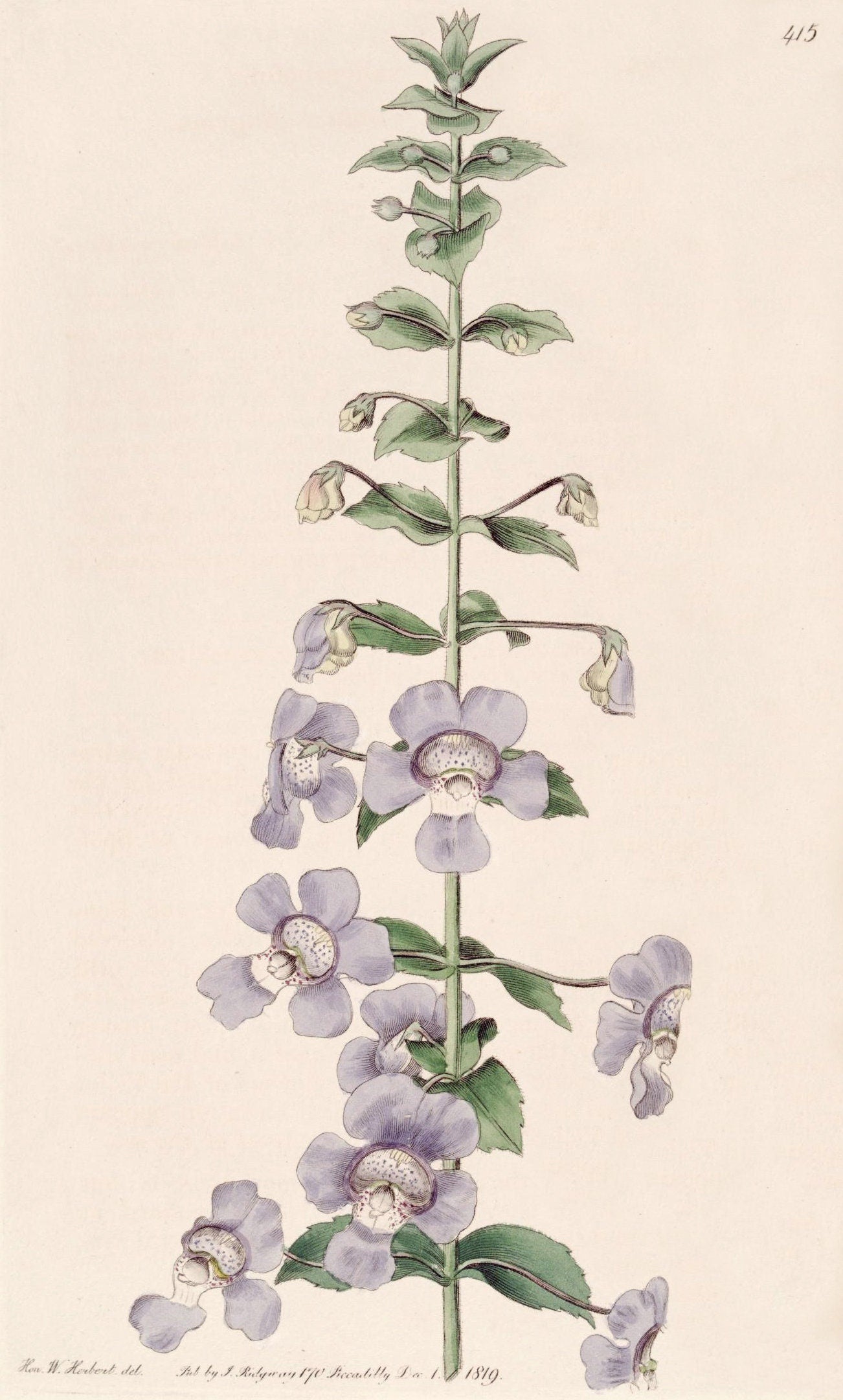Angelonia Antique Botanical Art Print, 1819