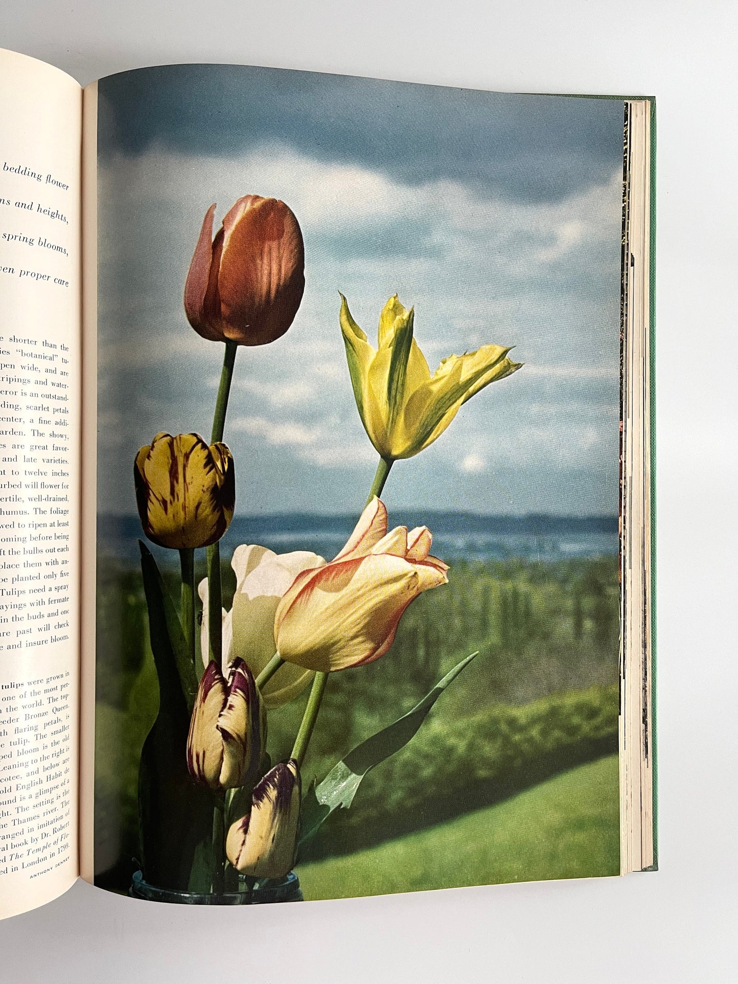 House and Garden's New Complete Book of Gardens, 1955