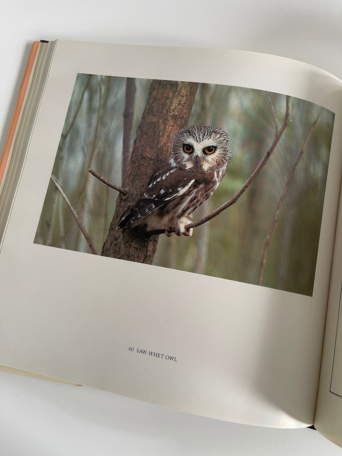 A Little Wilderness: The Natural History of Toronto, Bill Ivy, 1983