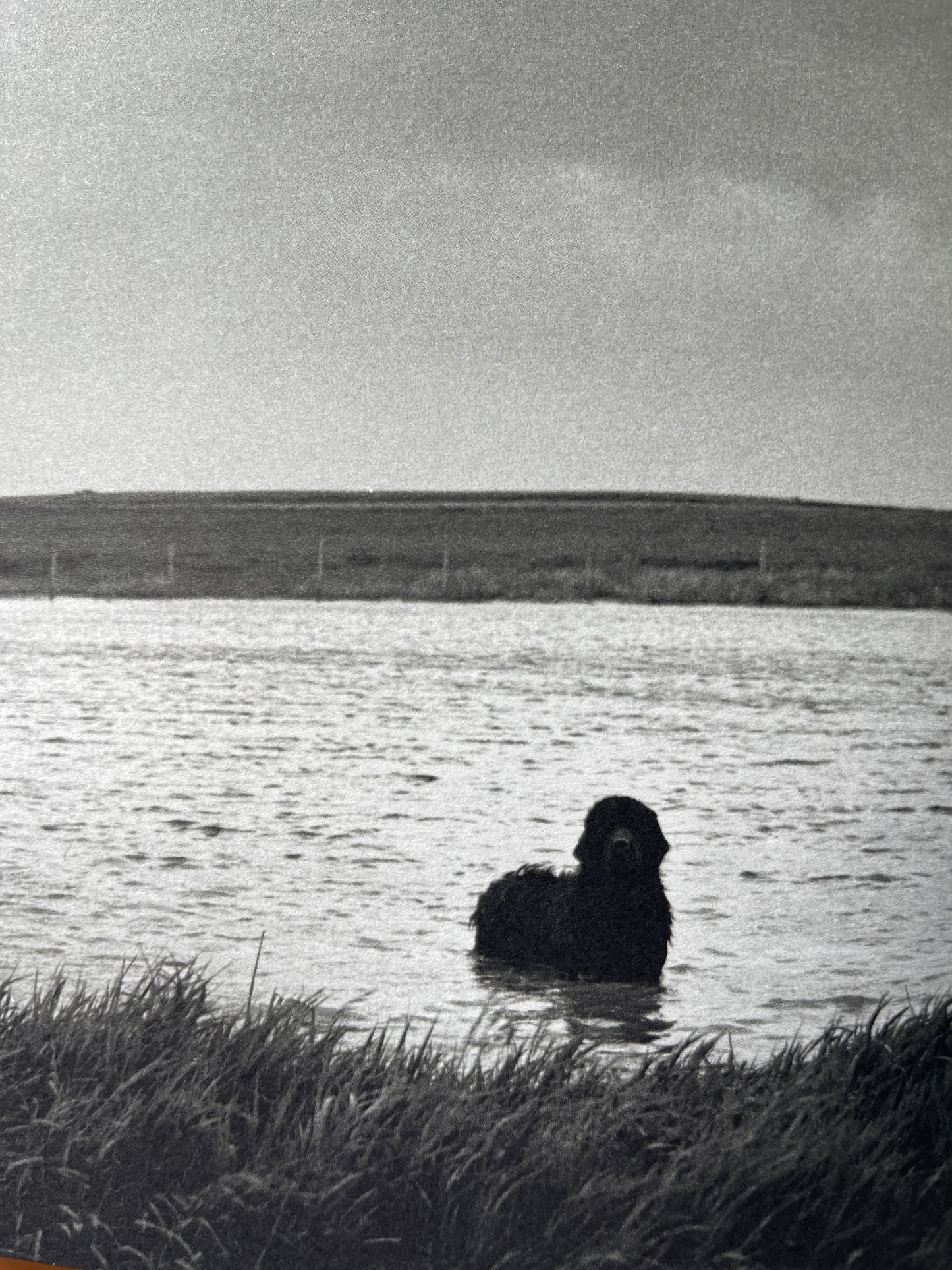 Gentle Giants: A Book of Newfoundlands by Bruce Weber