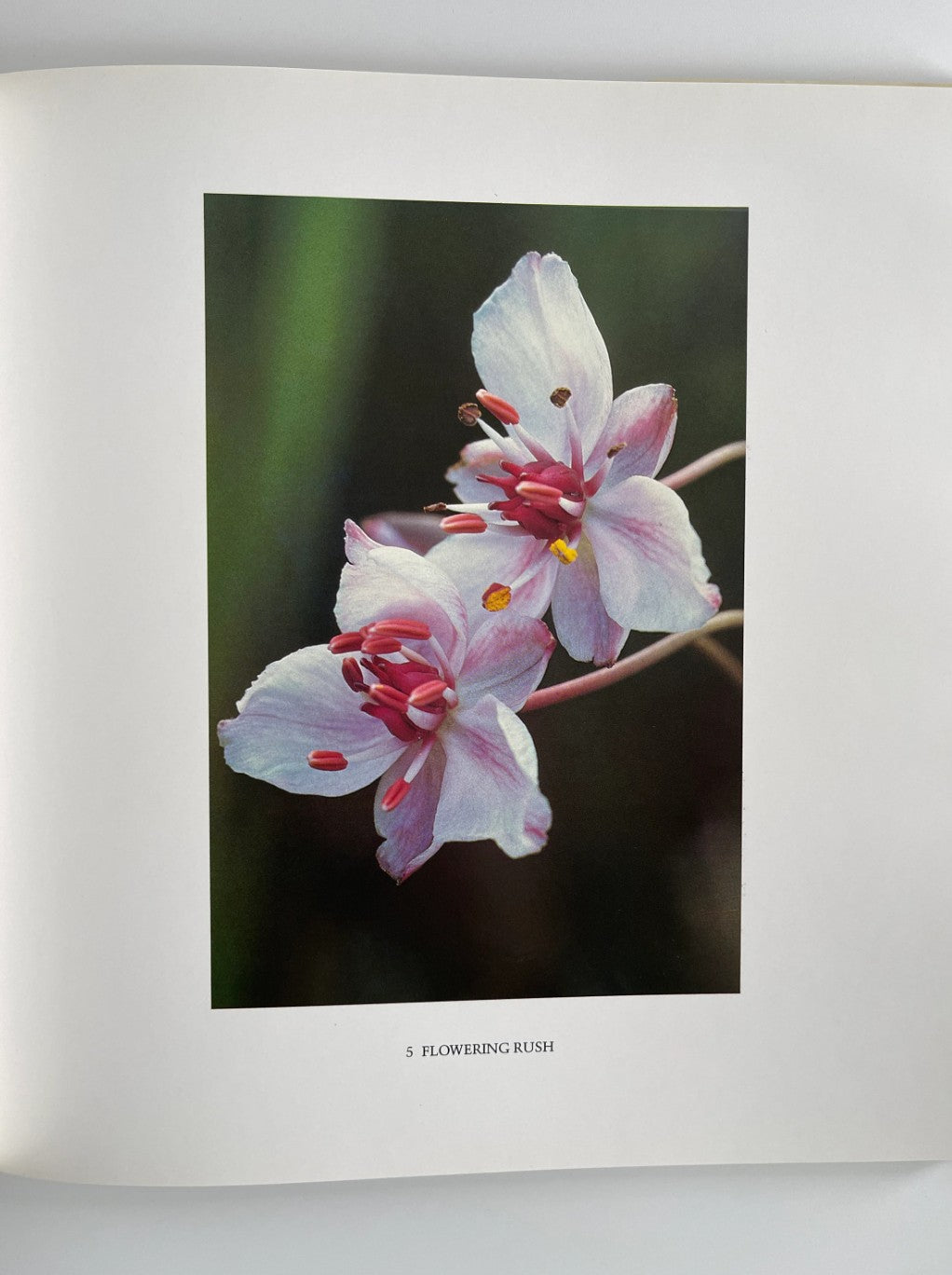 A Little Wilderness: The Natural History of Toronto, Bill Ivy, 1983