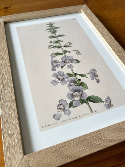 Angelonia Antique Botanical Art Print, 1819