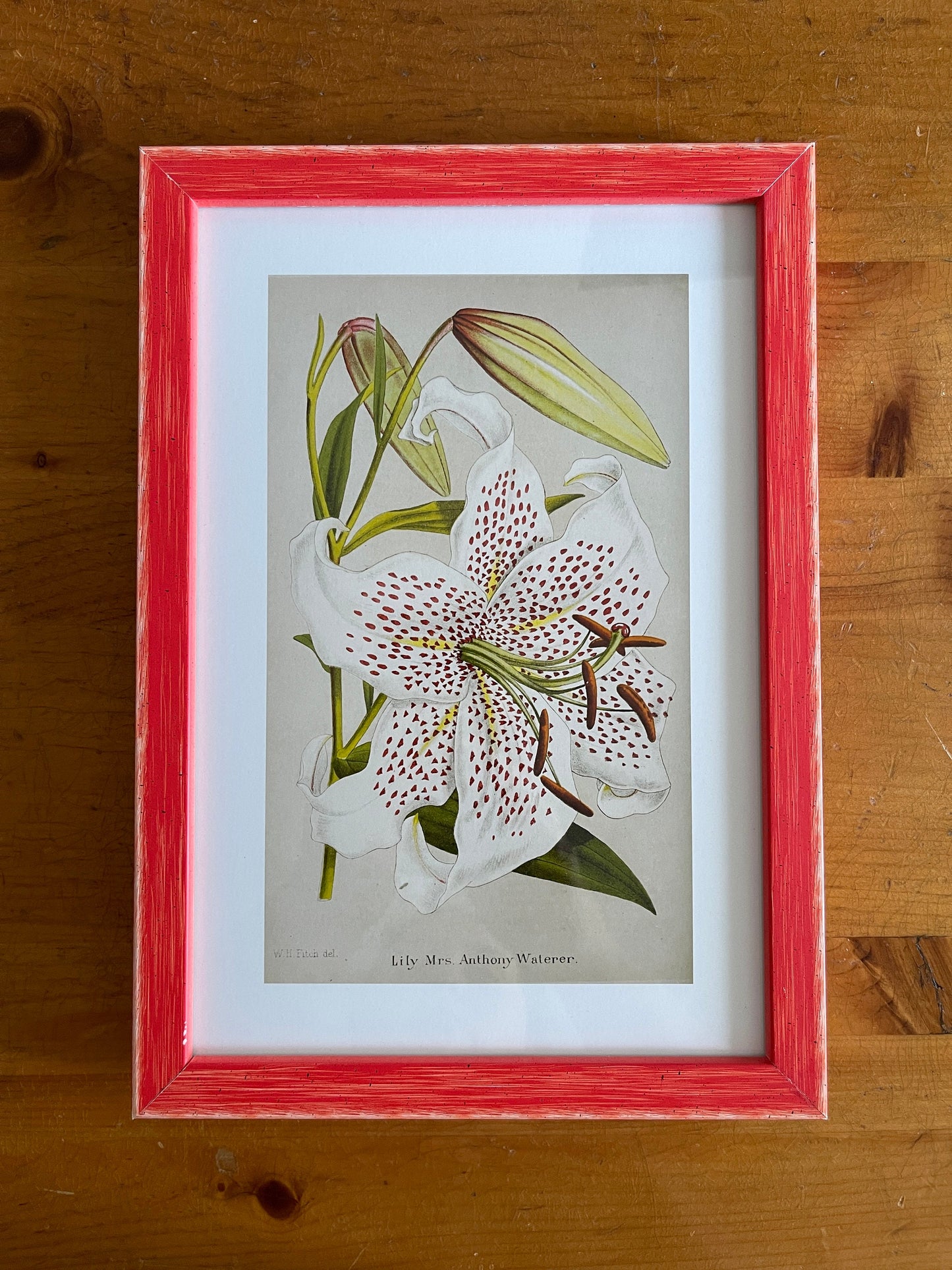 Lily Antique Floral Art Print, 1878
