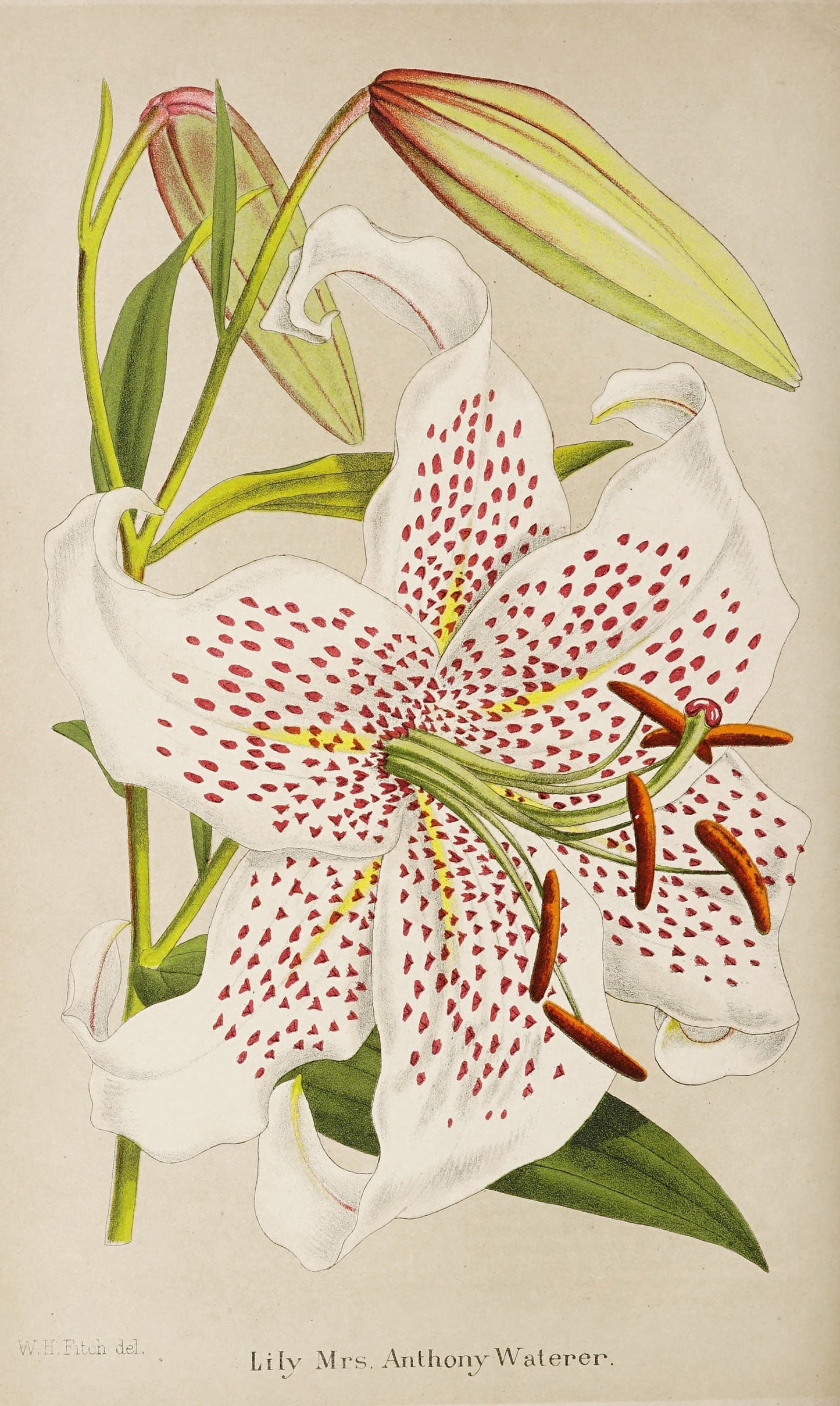 Lily Antique Floral Art Print, 1878