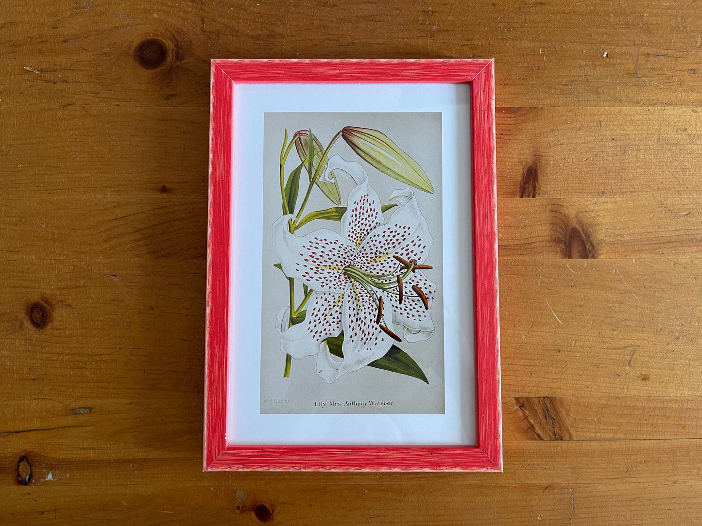 Lily Antique Floral Art Print, 1878