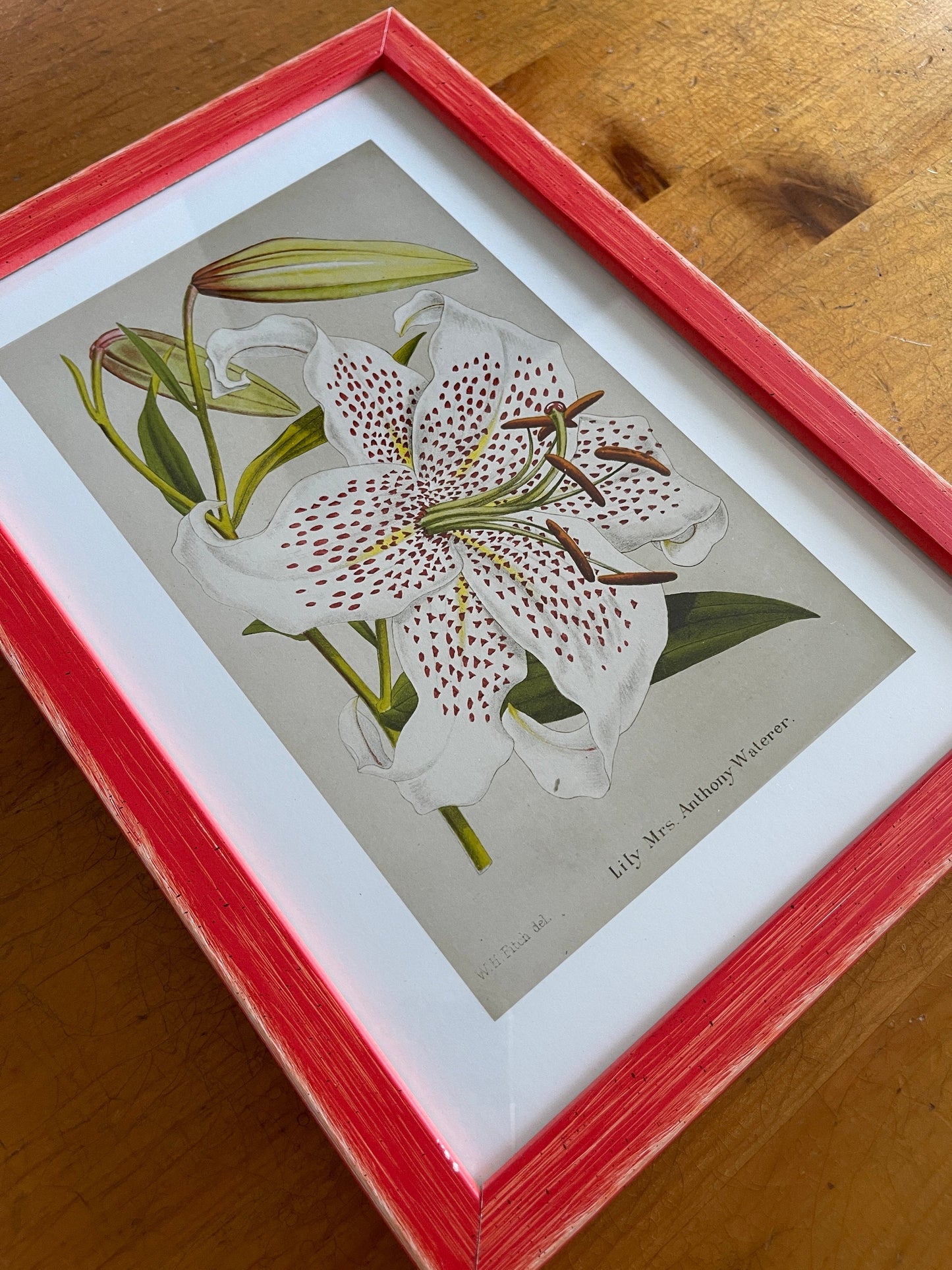 Lily Antique Floral Art Print, 1878