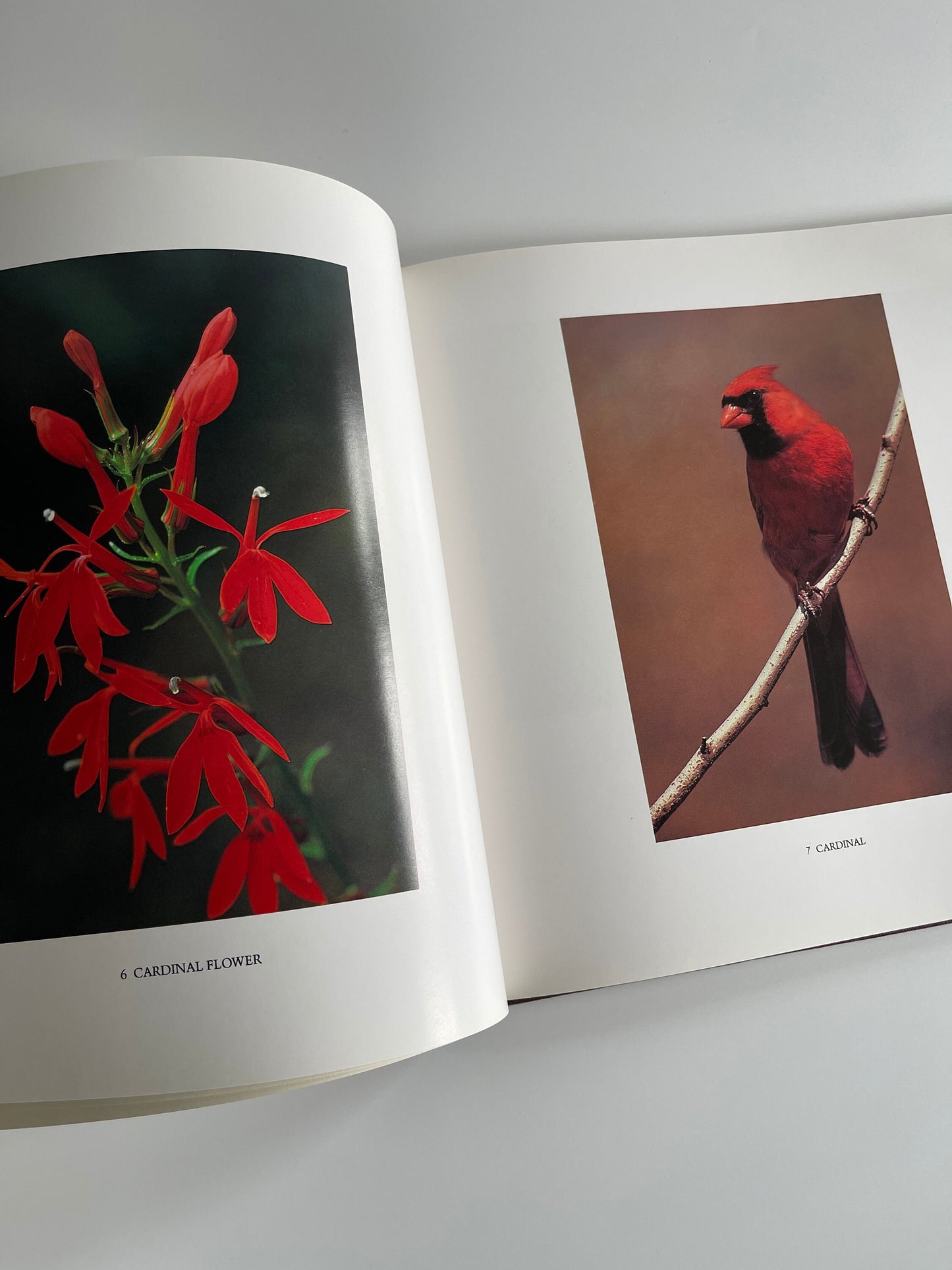 A Little Wilderness: The Natural History of Toronto, Bill Ivy, 1983