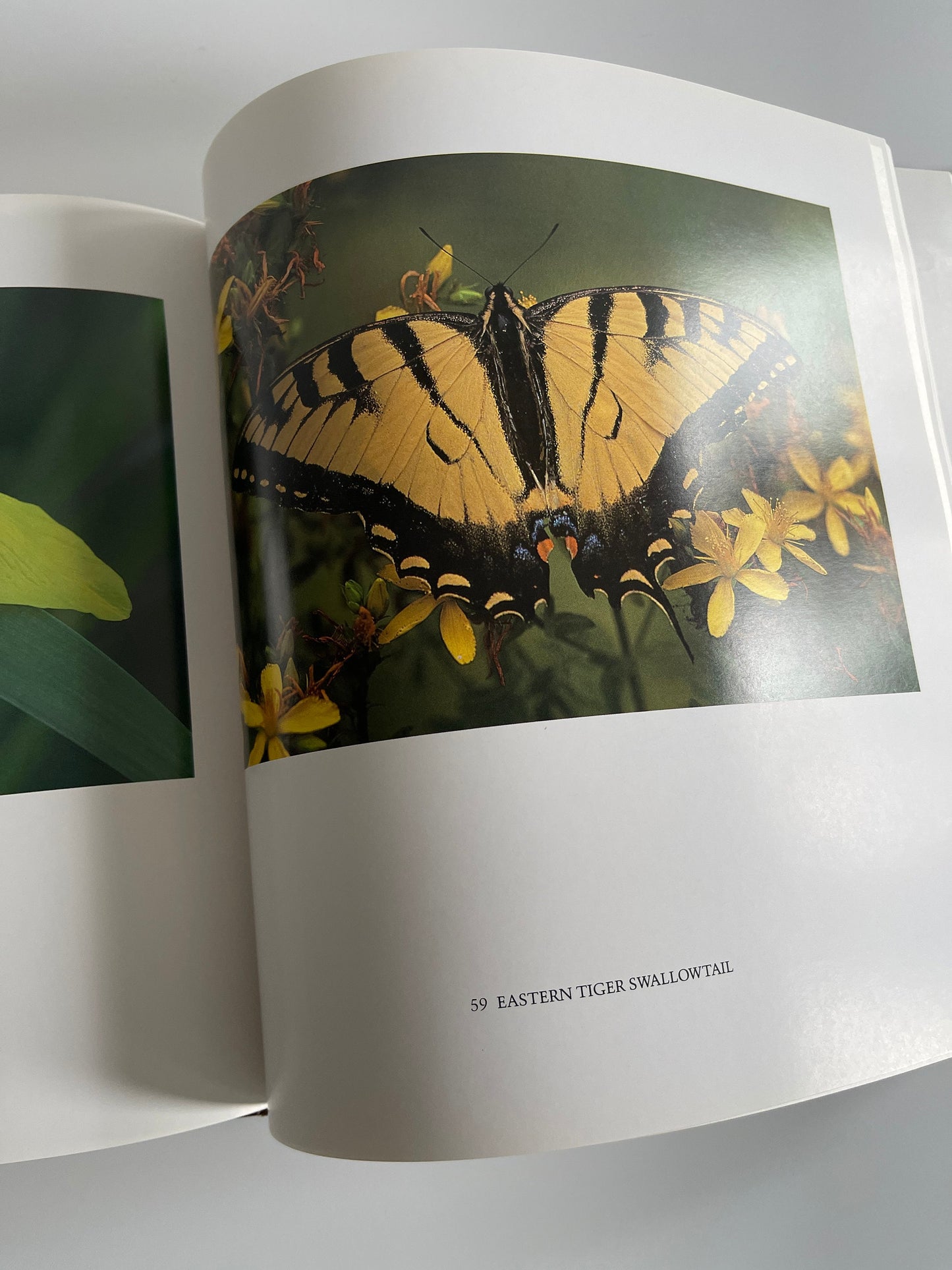 A Little Wilderness: The Natural History of Toronto, Bill Ivy, 1983